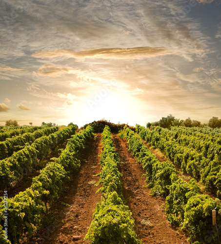 Photo: rows of vines to sunset rows of vines to sunset