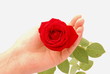Photo: Hand holding red rose Hand holding red rose
