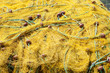 Yellow fishing net