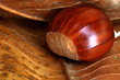 close up chestnut