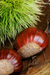 castagne con riccio verde