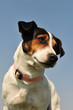 jack russel terrier jack russel terrier