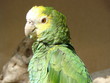 Parrot