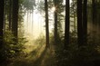 Photo en ligne au meilleur prix Sunbeam falls into misty spring forest