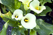Photo: White Calla lilies White Calla lilies