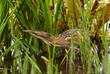European Bittern hiding in reeds European Bittern hiding in reeds