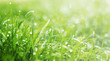 grass