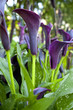 Lilies on black