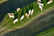 Foto: Troupeau de vaches Troupeau de vaches