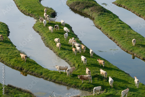 Photo : vue aérienne d'un troupeau de vaches dans le bocage vue aérienne d'un troupeau de vaches dans le bocage