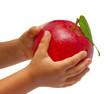 Red apple in the children's hands. Isolated on white background.