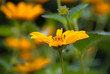 Gentle orange flower close up Gentle orange flower close up