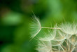 Dandelion close up against the nature Dandelion close up against the nature