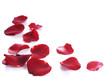 Rose Petals Border
