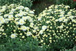 White Mums