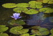 Lilly Pads