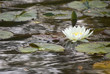 White Water Lilly