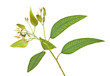 eucalyptus branch