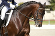 Photo : horse dressage outdoors