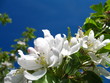 Apple flowers