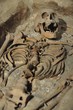 Skeleton