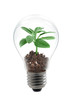 bulb light tree 2