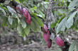 cacaoyer 3