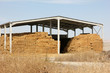 animal feed
