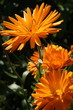 Foto: Orange Dream Orange Dream