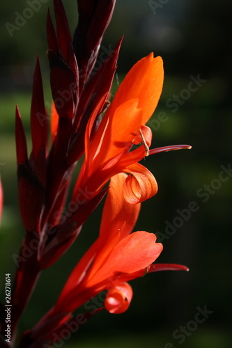 Foto: Canna Canna
