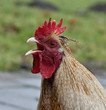 rooster