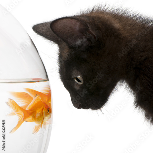 Photo: Close-up of Black kitten looking at Goldfish Close-up of Black kitten looking at Goldfish