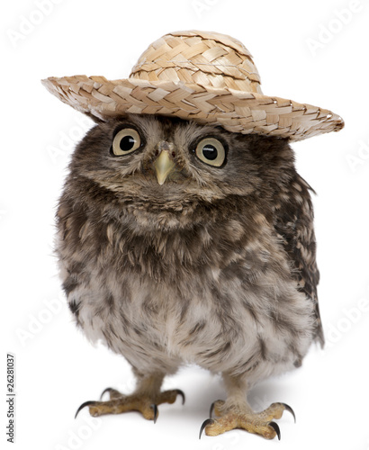 Foto: Young owl wearing a hat in front of white background Young owl wearing a hat in front of white background