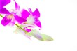 Photo: Dendrobium Phalaenopsis Dendrobium Phalaenopsis