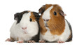 Guinea pigs, 3 years old, lying in front of white background Guinea pigs, 3 years old, lying in front of white background