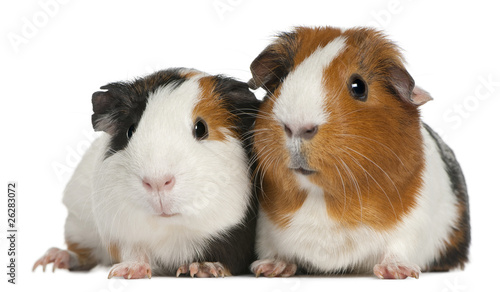 Foto: Guinea pigs, 3 years old, lying in front of white background Guinea pigs, 3 years old, lying in front of white background