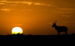 African wildlife silhouette