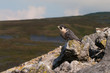Peregrine Falcon in natural surroundings