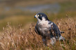 Peregrine Falcon close-up