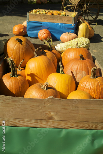 Photo: Pumpkin Season 2 Pumpkin Season 2