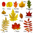 Photo: Autumn leaves collection -3 Autumn leaves collection -3