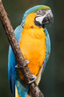 Blue-and-yellow Macaw - Ara ararauna... Blue-and-yellow Macaw - Ara ararauna...