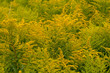 Goldenrod flowers