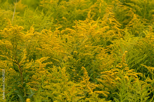 Photo: Goldenrod flowers Goldenrod flowers