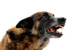 chien agressif chien agressif