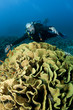 scuba diver