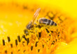 honey bee collecting nectar