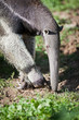Giant Anteater (Myrmecophaga tridactyla)
