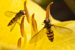 Hoverfly on a yellow Hoverfly on a yellow