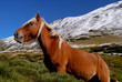 Cheval en hiver en Ariège Cheval en hiver en Ariège